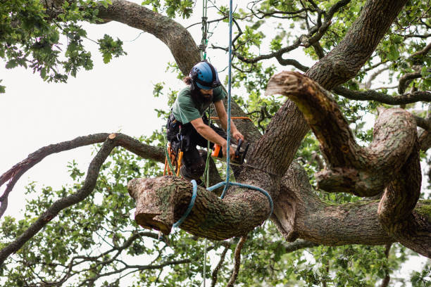 Best Tree Preservation Services  in Jean Fitte, LA